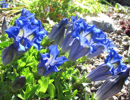 Gentiana dinarica 'Frocheneite'